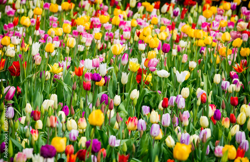 Beautiful bright colorful multicolored yellow, white, red, purple, pink blooming tulips on a large flowerbed in the city garden or flower farm field in springtime. Spring easter flower background.