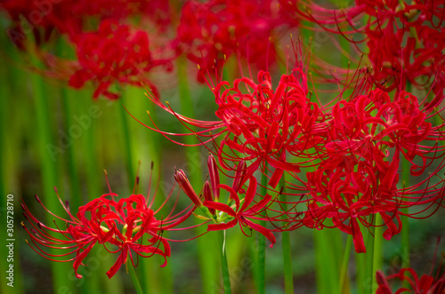 Fotografía lycoris　曼殊沙華　ヒガンバナ