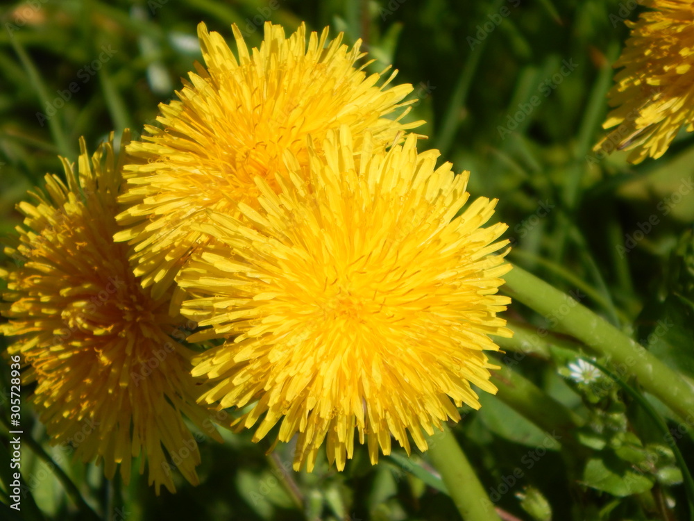 Yellow blooming dandelion in the green grass with sunlight and summer mood Yellow blooming dandelion in the green grass with sunlight and summer mood