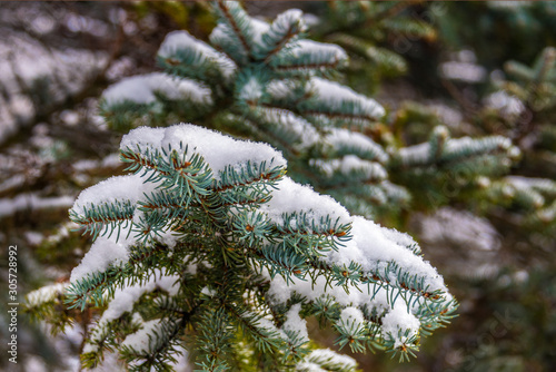 Blue spruce tree branch under the snow on the background of the winter forest