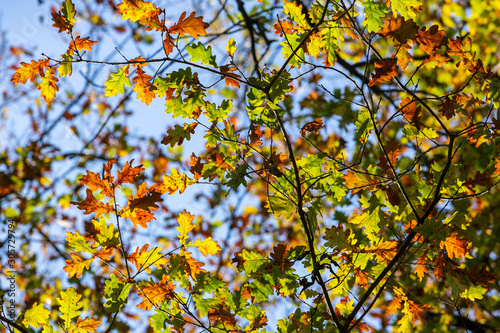 tree branches with yellow autumn leaves against the blue sky	