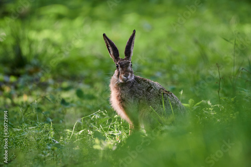 Hase der im Gras sitzt und aufmerksam umherschaut © M.Rode-Foto