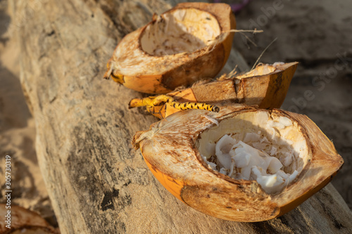 Golden coconuts lie on a log on a sand background.