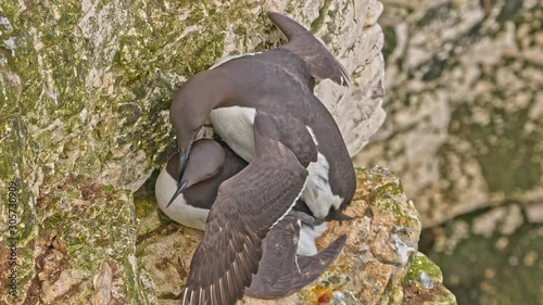 Guillemot pair birds, mating on cliff edge.