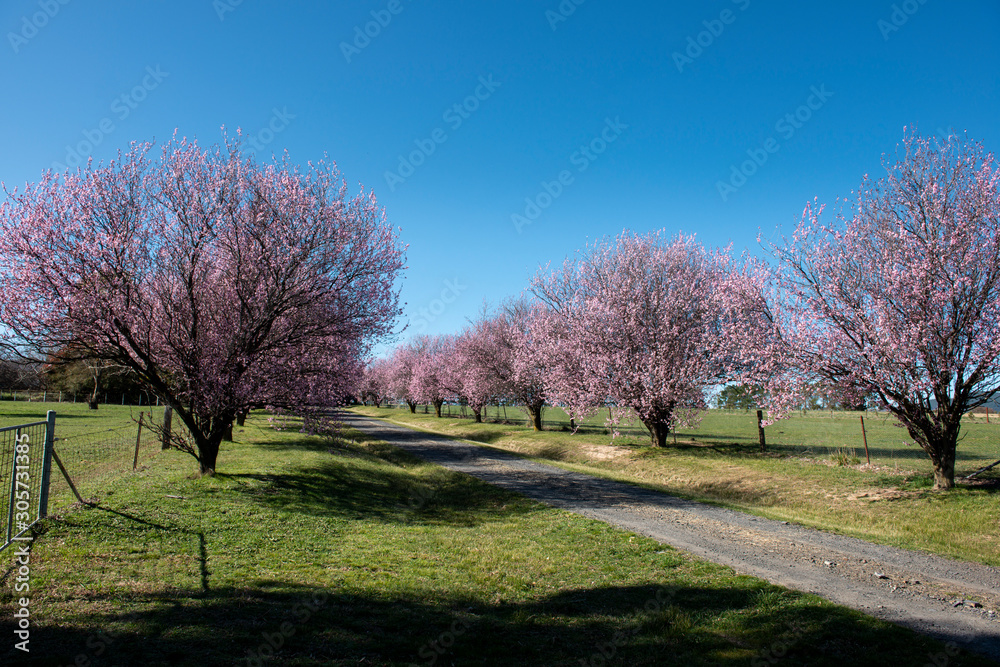 Beautiful cherry blossom sakura in spring time over blue sky.