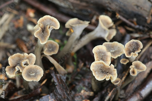 Pseudocraterellus pertenuis, a Chanterelle mushroom, wild fungus from Finland