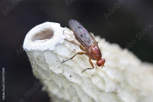 Snailkiller fly, Tetanocera phyllophora, feeding on common stinkhorn fungus, Phallus impudicus photo