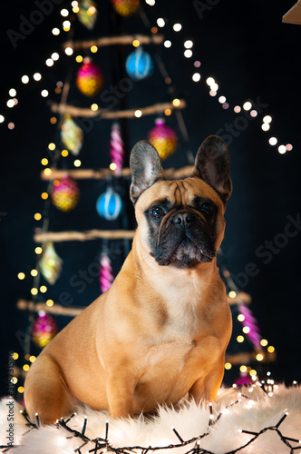 Fawn French bulldog lies in front of the Christmas tree with Christmas lights and decorations in the background. Happy dog © Rob