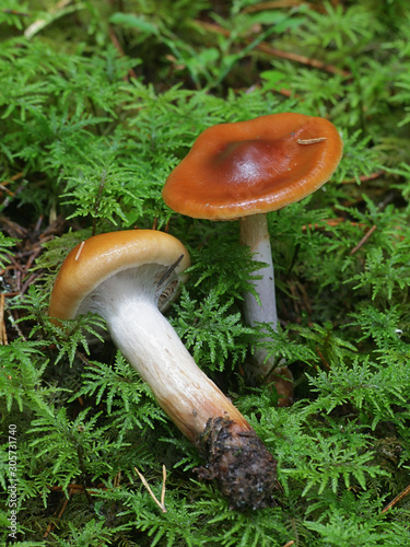 Cortinarius collinitus, known as the Blue-Girdled Webcap, wild mushrooms from Finland
