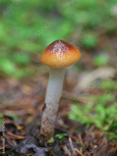Cortinarius collinitus, known as the Blue-Girdled Webcap, wild mushroom from Finland photo