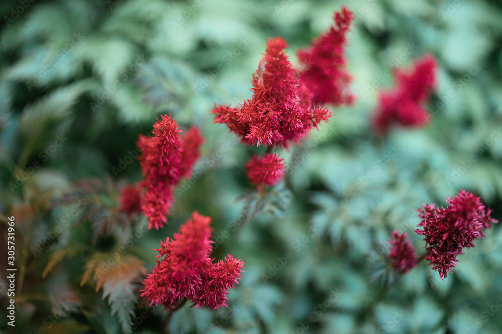 Colorful blooming astilbe in summer garden Colorful blooming astilbe in summer garden