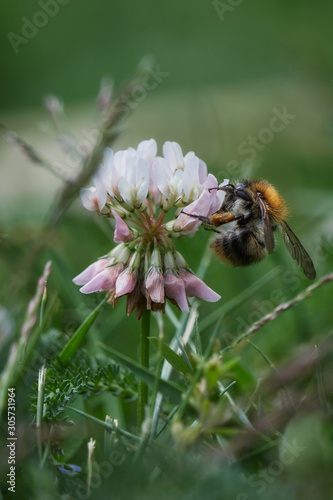 Macro photo of a honeybee on a blossom in summer in the garden