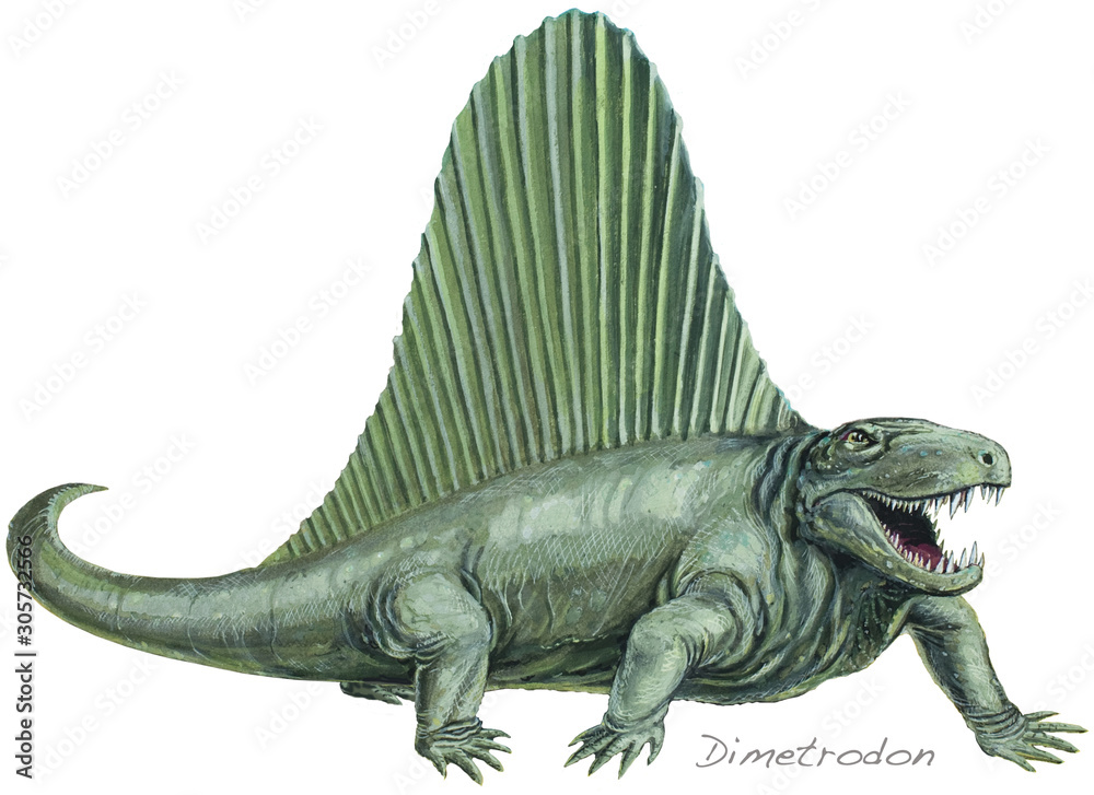 DIMETRODON A flesh-eating, early mammal-like reptile. About 11ft (3-5m) long. Background animal: Varanosaurus. Permian, about 250 million years ago. *No. 1 in a series of eight.*