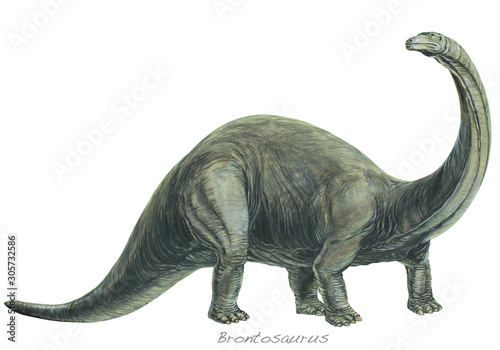 Fototapeta Naklejka Na Ścianę i Meble -  BRONTOSAURUS. One of the heaviest land animals ever known. Background: Rhamphorhynchus. Jurassic, about 170 - 135 million years ago. *No. 3 in a series of eight.*