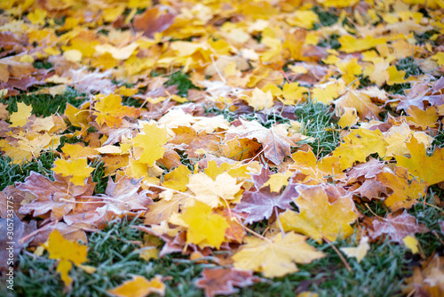 Frosty Autumn Leaves