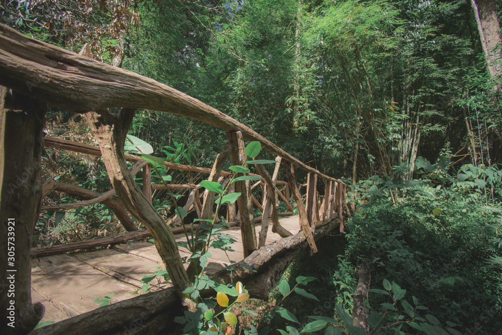 bridge in the forest
