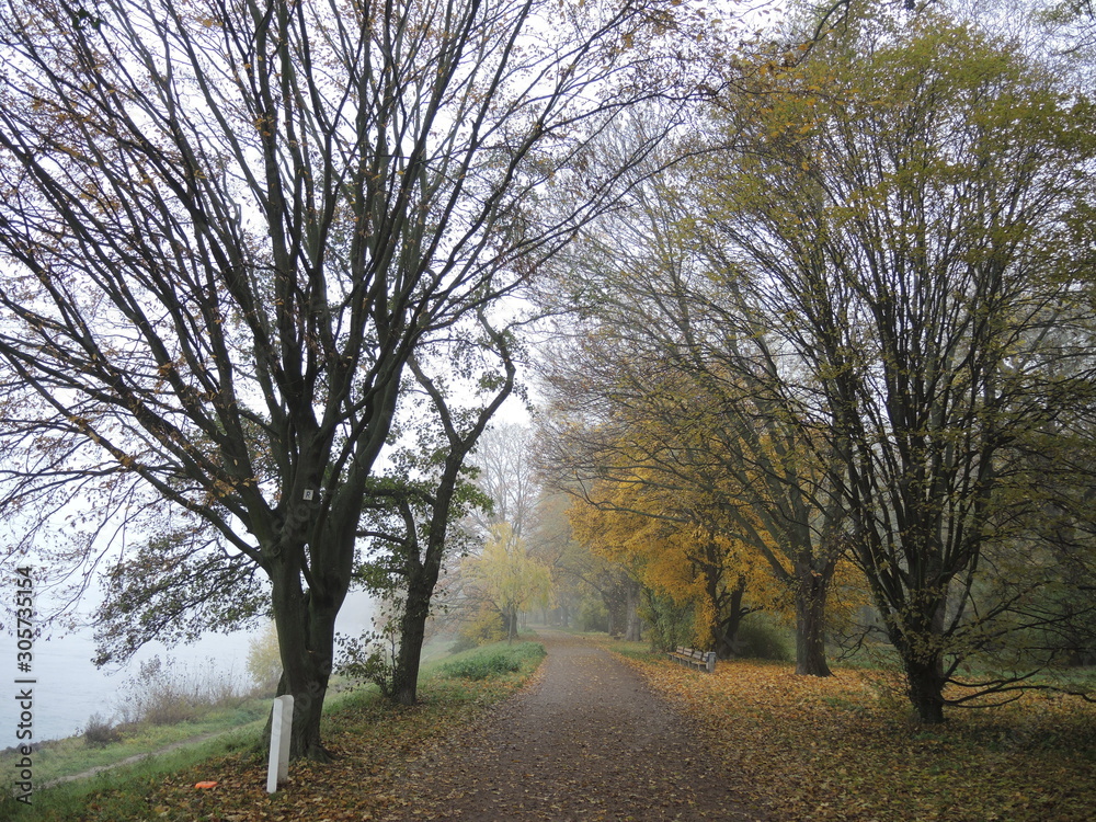 Obraz premium Morgennebel am Rhein