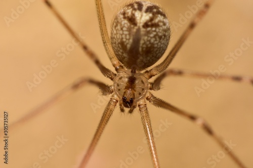 Pholcus phalangioides also known as the longbodied cellar spider.