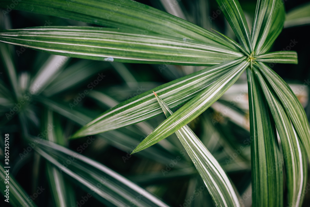 Green leaves with white stripes Green leaves with white stripes