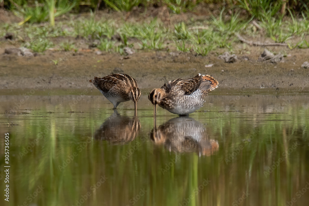 Fototapeta premium The common snipe (Gallinago gallinago)