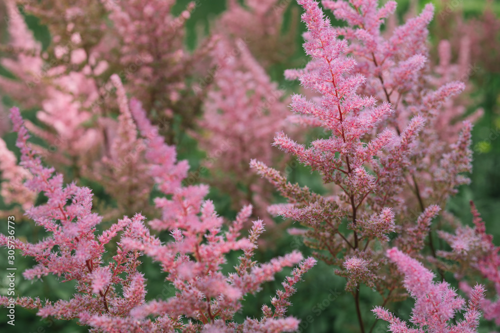 Pink Astilbe flowers are growing in the summer garden Pink Astilbe flowers are growing in the summer garden
