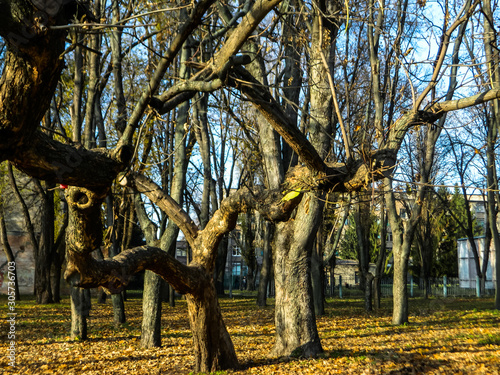 tree in autumn