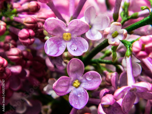 purple orchid in the garden © Лена Коваль