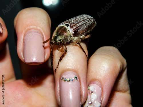 cockroach on hand