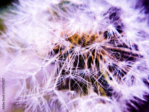 dandelion