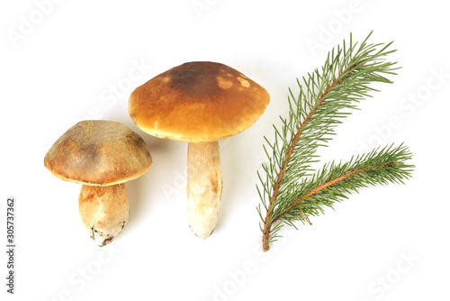 Natural porcini mushroom on a white background. Edible mushroom with a brown hat, pine branch isolate