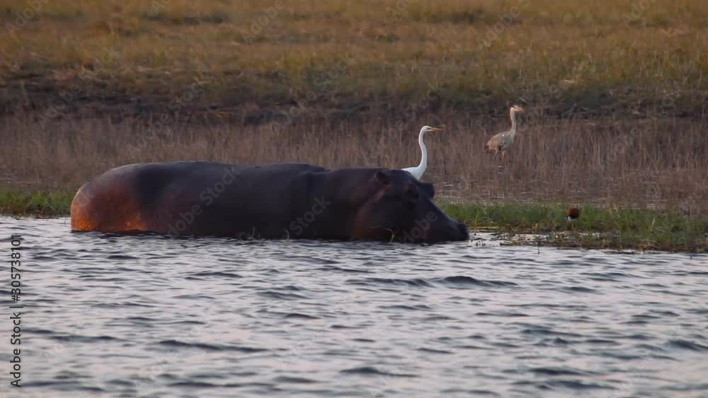 View from a boat of a hippopotamus in a river of Botswana. View from a boat of a hippopotamus in a river of Botswana.