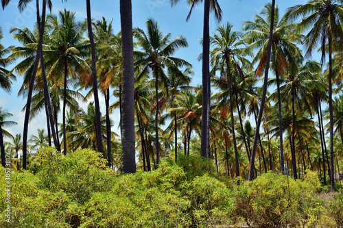 Zanzibar scenery, Tanzania, Africa