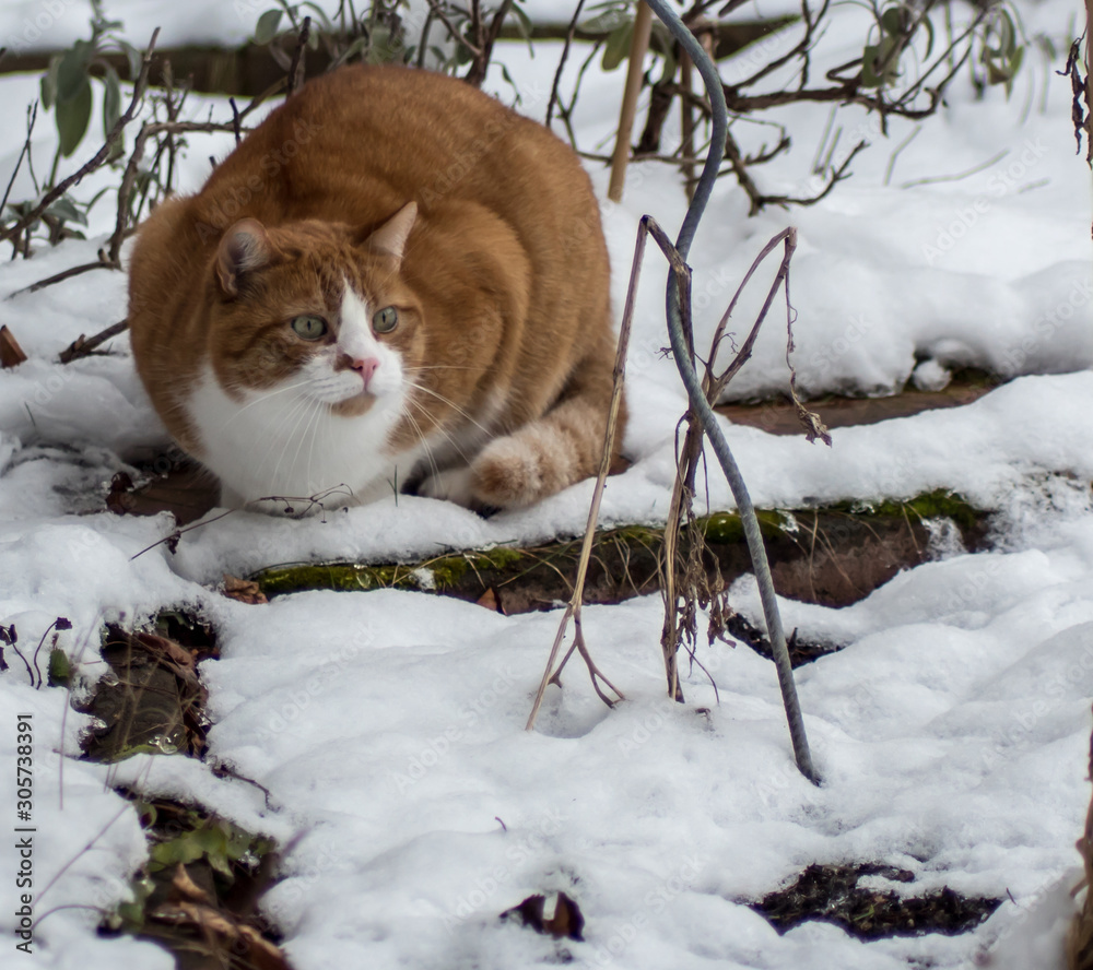 Katze rot weiß spielt im Schnee (Kater Jaime) Stock Photo | Adobe Stock