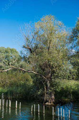 Weide im Naturschutzgebiet Seefelder Aachmündung photo