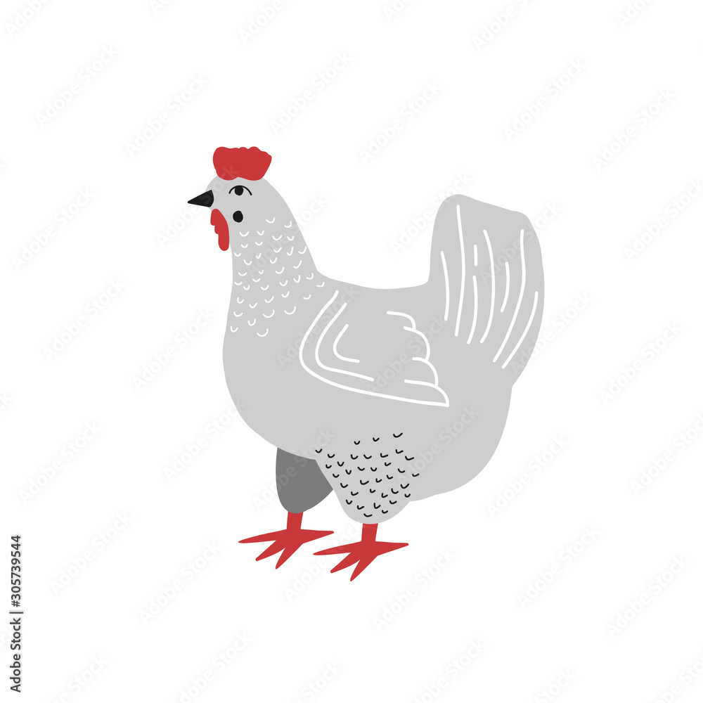 A hen. Vector drawing of a gray chicken in flat style. Cartoon drawing. Farm animals