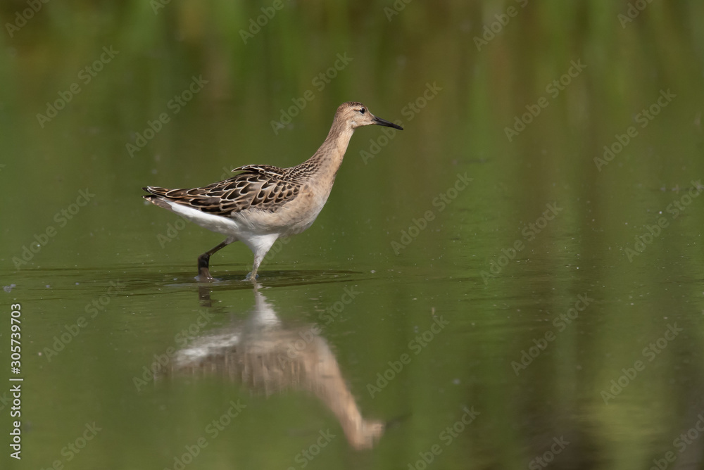 The Ruff, Philomachus pugnax, juvenile