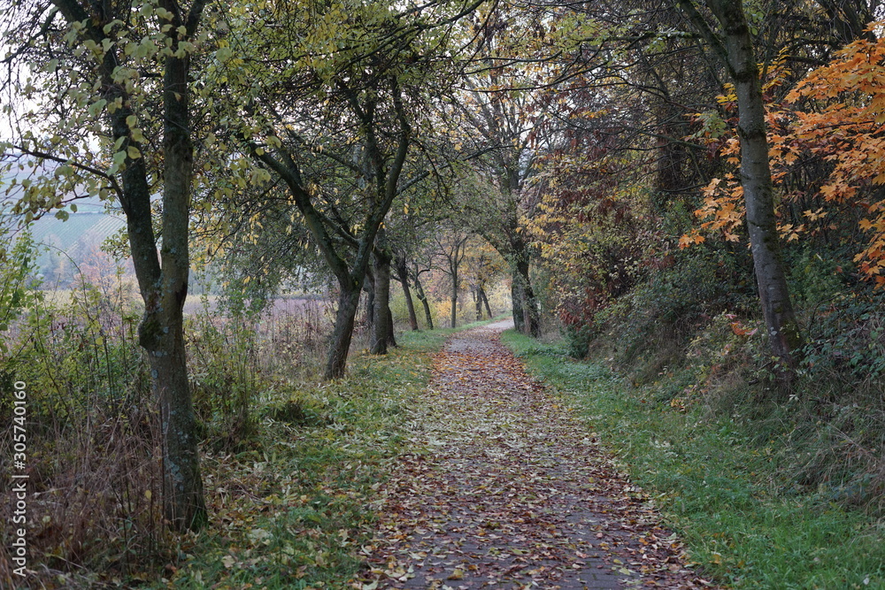 Fototapeta premium Abwärtsführender Weg an einem Waldrand