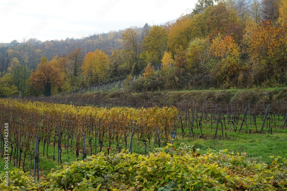 Naklejka premium Stimmungsvolle, herbstliche Weinberglandschaft