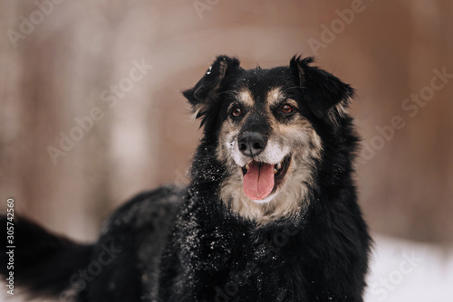 happy mixed breed dog posing outdoors in winter