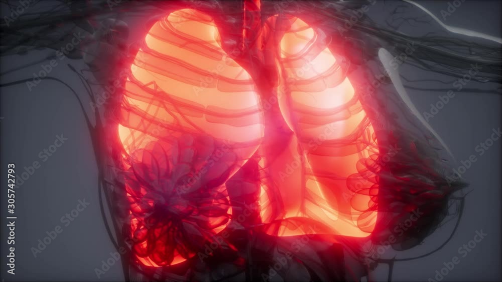 science anatomy scan of human lungs glowing science anatomy scan of human lungs glowing