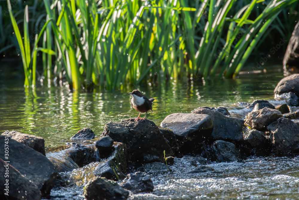 Naklejka premium White-throated Dipper (Cinclus cinclus)