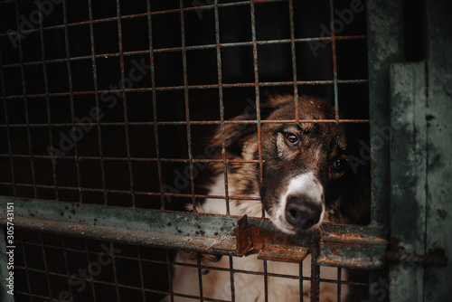 sad dog posing behind bars in an animal shelter