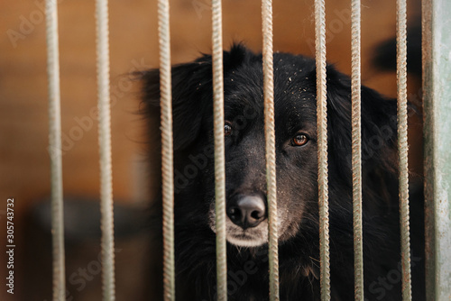 Fototapeta Naklejka Na Ścianę i Meble -  big black mixed breed dog portrait behind bars in animal shelter