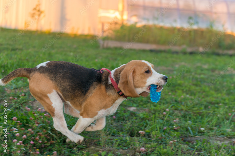 Cute beagle portrait