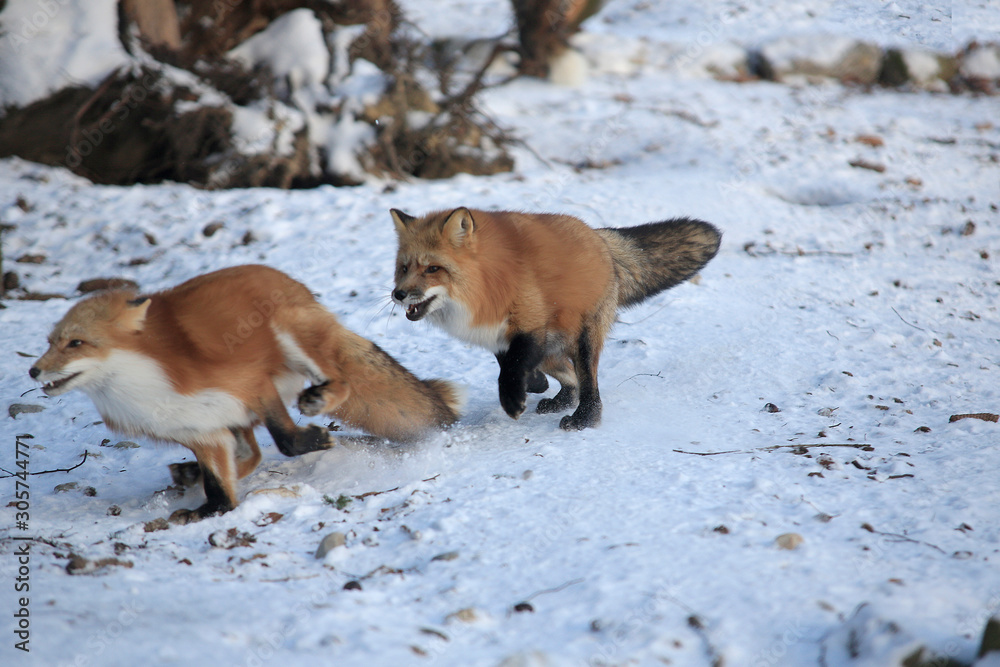 Naklejka premium Rotfuchs (Vulpes vulpes) im Schnee, Winter-Wald