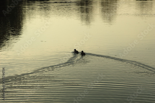 Ducks on the water in a flooded clay pit. With backlight