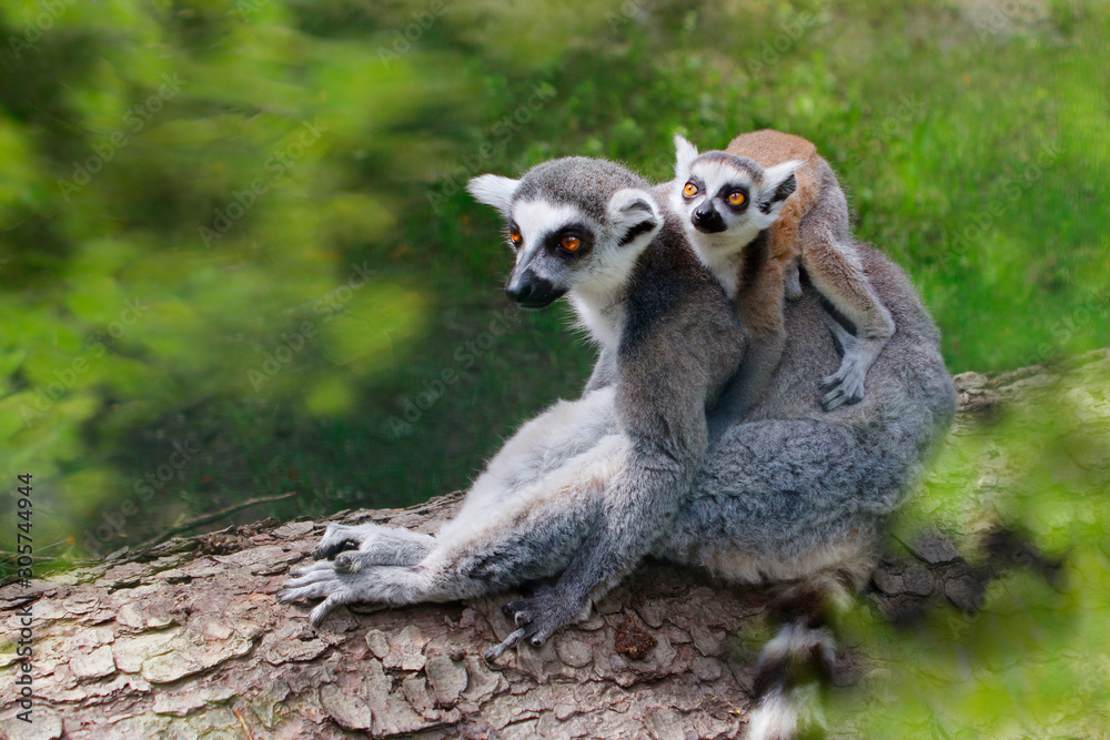Fototapeta premium Katta (Lemur catta) Muttertier mit Jungem auf Rücken