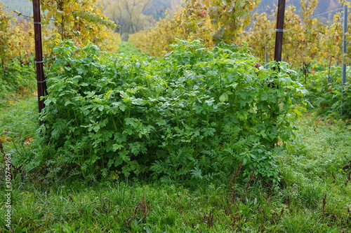 Fototapeta Naklejka Na Ścianę i Meble -  Bodenbewuchs eines Weingartens im Herbst nach der Erntezeit