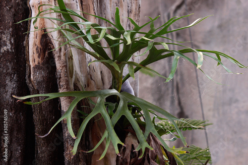 Vászonkép Geweihfarn (Platycerium bifurcatum) Tropenpflanze