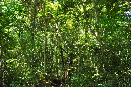 The real forest environment in the tropics